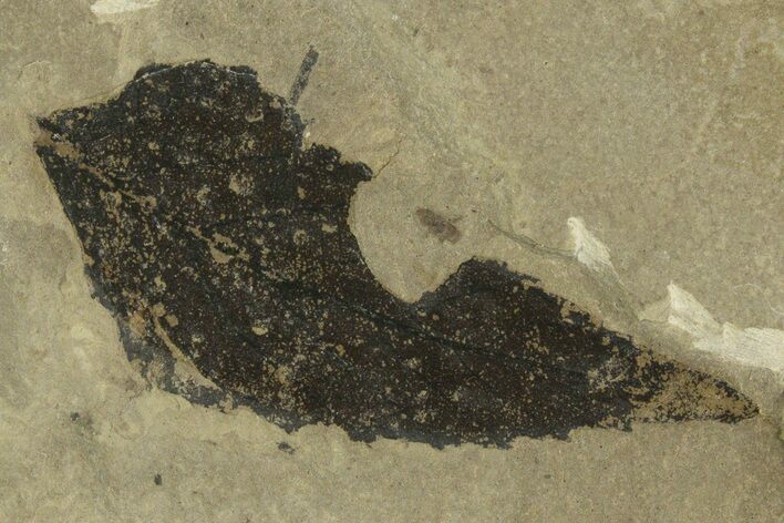Detailed Fossil Leaf (Allophylus) - Green River Formation, Utah #331863